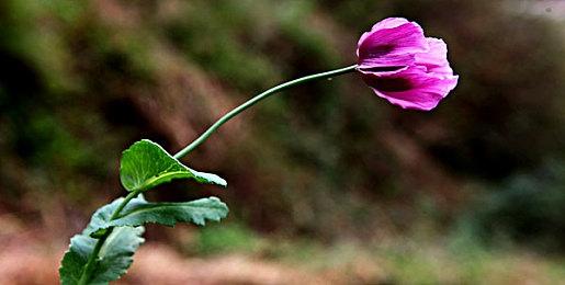 独立佳作《恶魔轮盘》现已登录Steam 限时首发特惠！